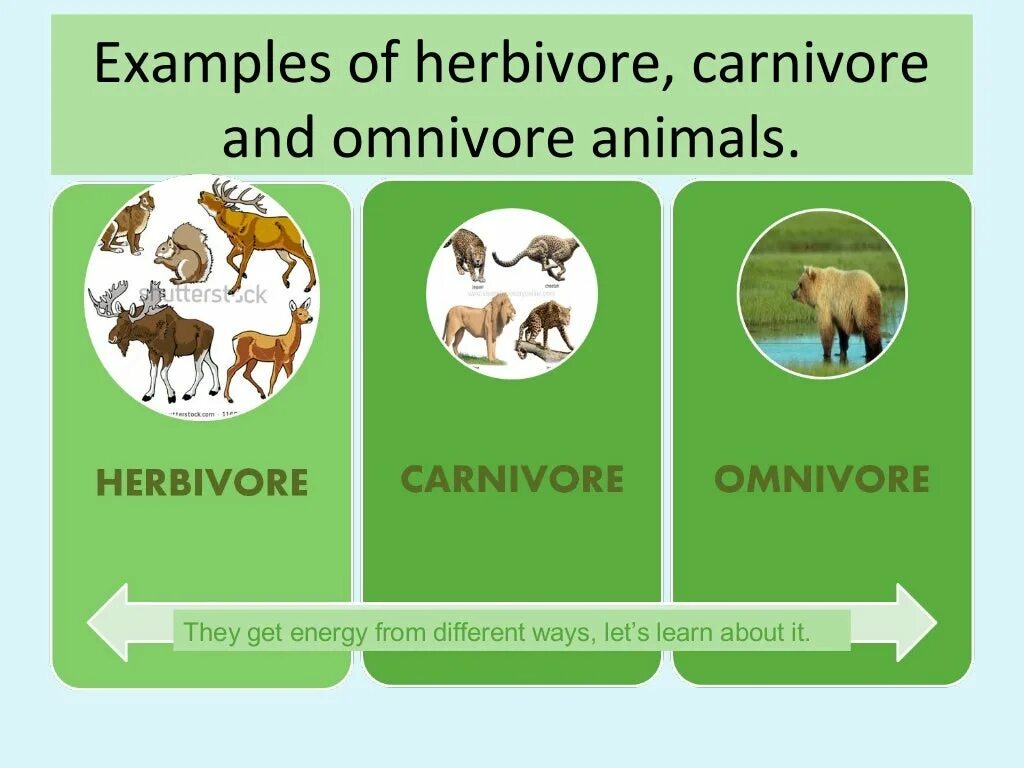 Carnivore перевод. Carnivore and Omnivore animals. Herbivore Carnivore Omnivore. Omnivore animals примеры. Omnivore examples.
