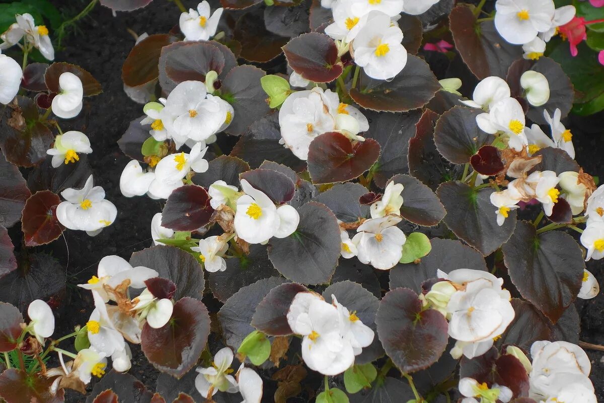 бегония вечноцветущая красная. бегония вечноцветущая листья. бегония оломоуц вечноцветущая. бегония вечноцветущая листья. бегония f1 вечноцветущая магма.