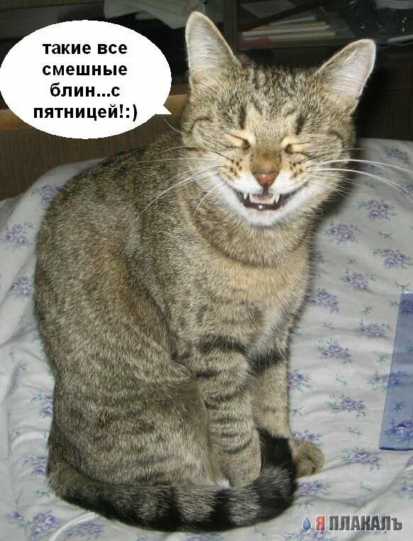 Вторник приколы. Ну и денёк сегодня выдался. Ну это сегодня будет. Ну это сегодня будет. Ну это сегодня будет.