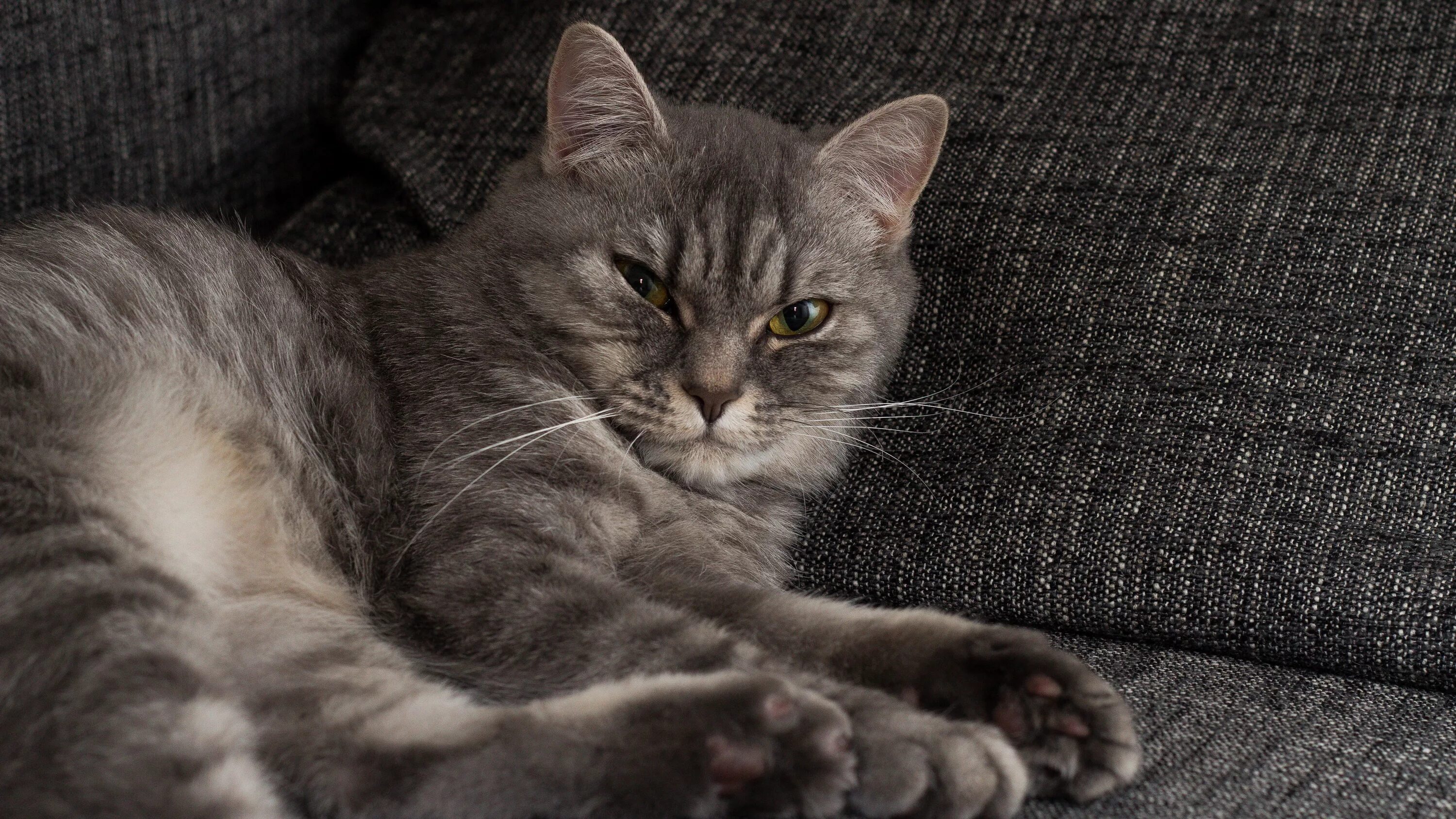 кот серый. серый котик фотка. британская короткошёрстная кошка шартрез. нибелунг порода кошек. нибелунг порода кошек.