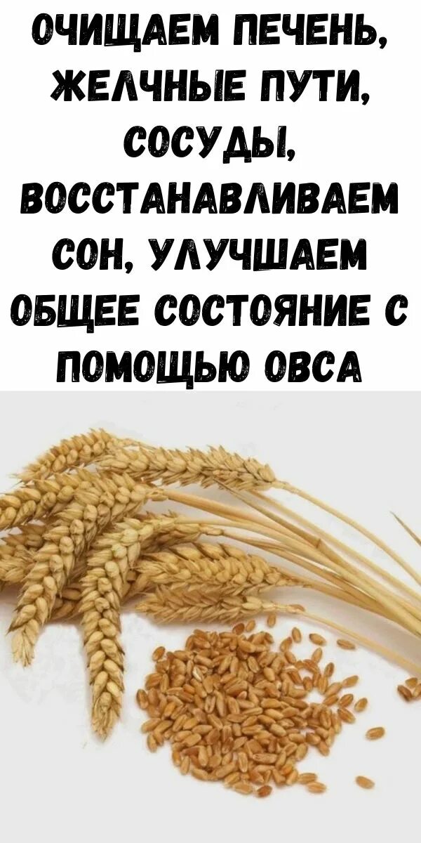 Чистка печени овсом рецепт. Очищаем печень овсом. Овёс для очищения печени. Очищаем печень желчные пути овес. Очистка овса.