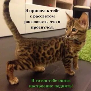 Коту тимофею не меньше десяти лет