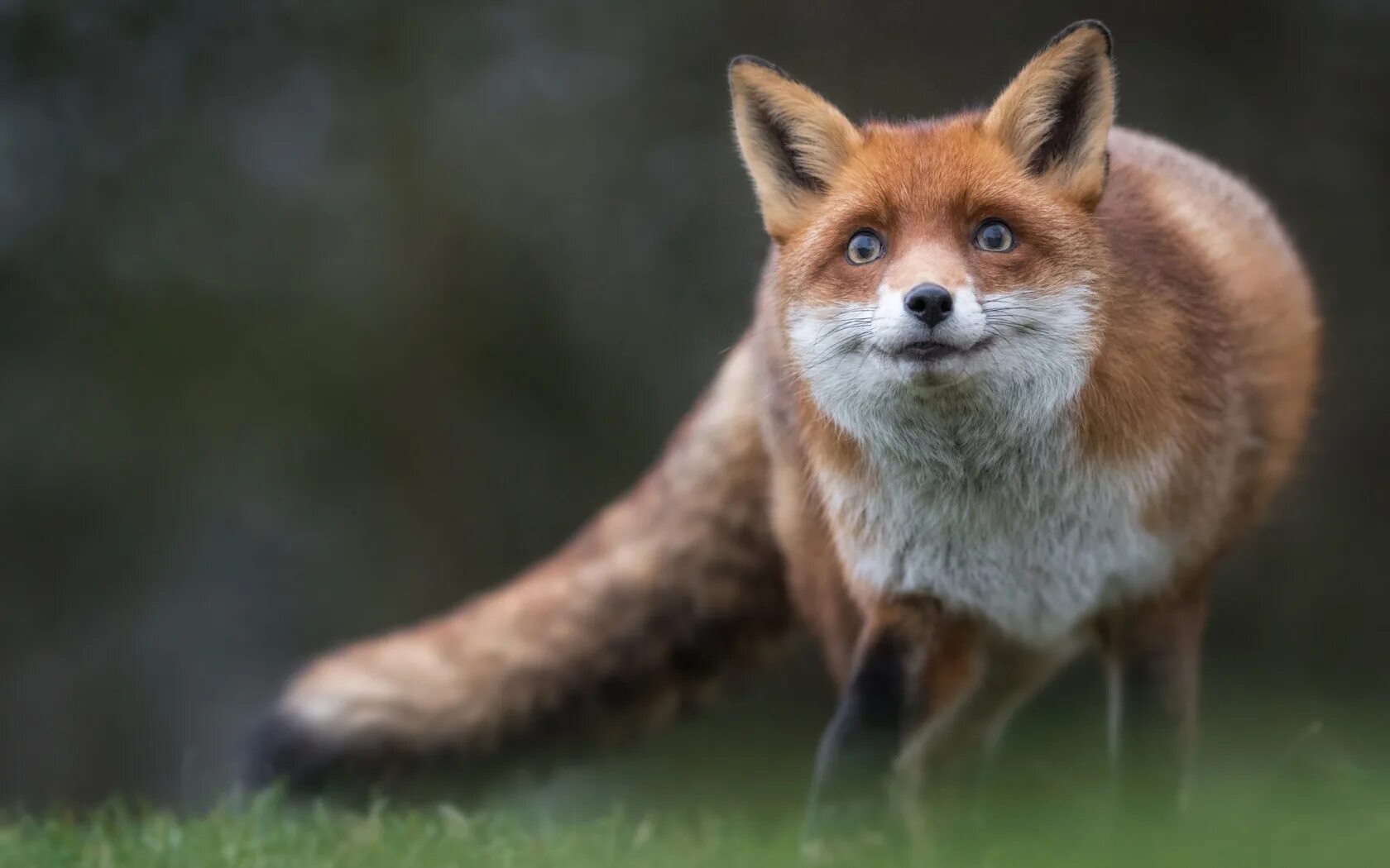 Хитрый дис. Хитрый лис. Хитрый дис. Лисья морда. Хитрая лиса.