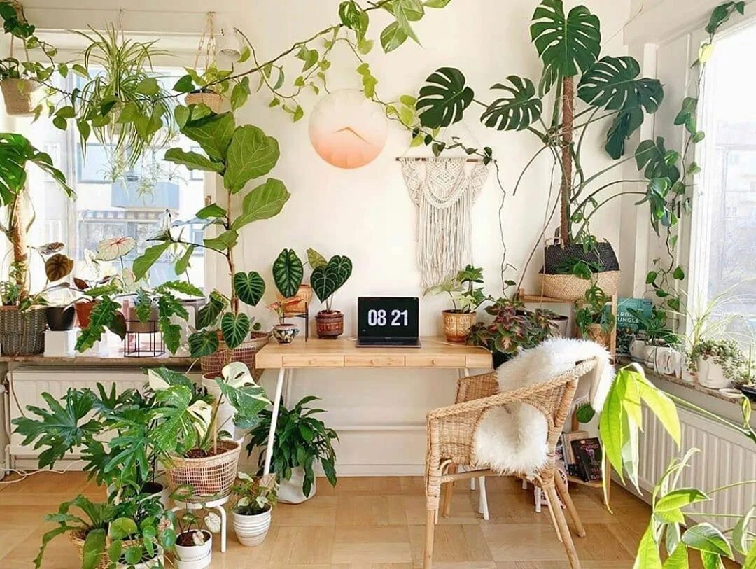 How many plants. Plantmom Эстетика. Plantmom стиль. Home Studio with Plants. Aesthetic Plants Room.