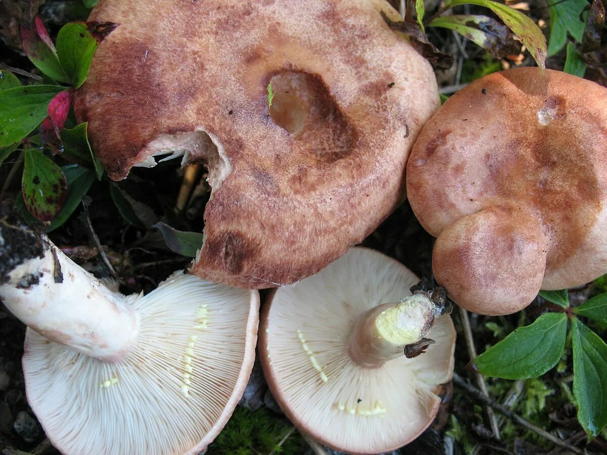 Млечник ароматный lactarius glyciosmus. Млечник неедкий гриб. Съедобные млечники фото. Съедобные млечники фото. Млечник рыжик гриб.