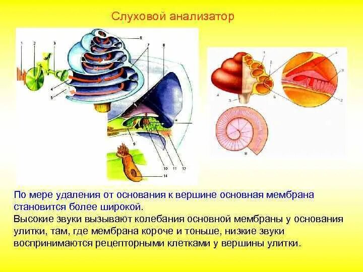 Рецепторные клетки слухового анализатора. Слуховой анализатор строение и функции. Строение звукового анализатора. Основная мембрана слухового анализатора. Какое значение для человека имеет слуховой анализатор