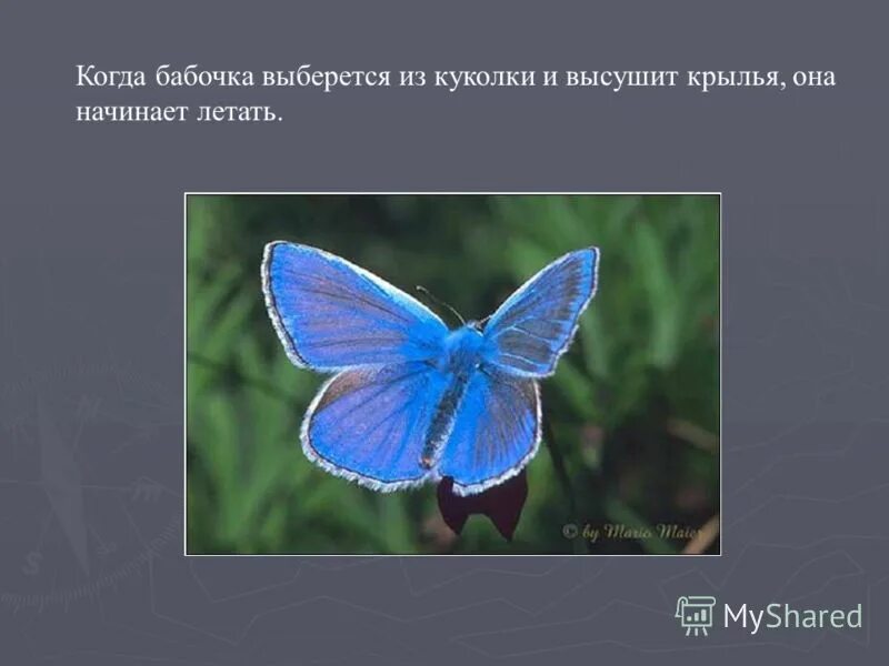 доклад про бабочку. когда начинают летать бабочки. весенние бабочки окружающий мир. тайны бабочек проект. самые интересные бабочки.