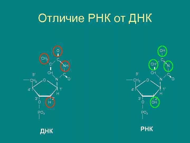 Молекула РНК формула. ДНК от РНК. Формула ДНК И РНК. Формула молекулы ДНК И РНК.