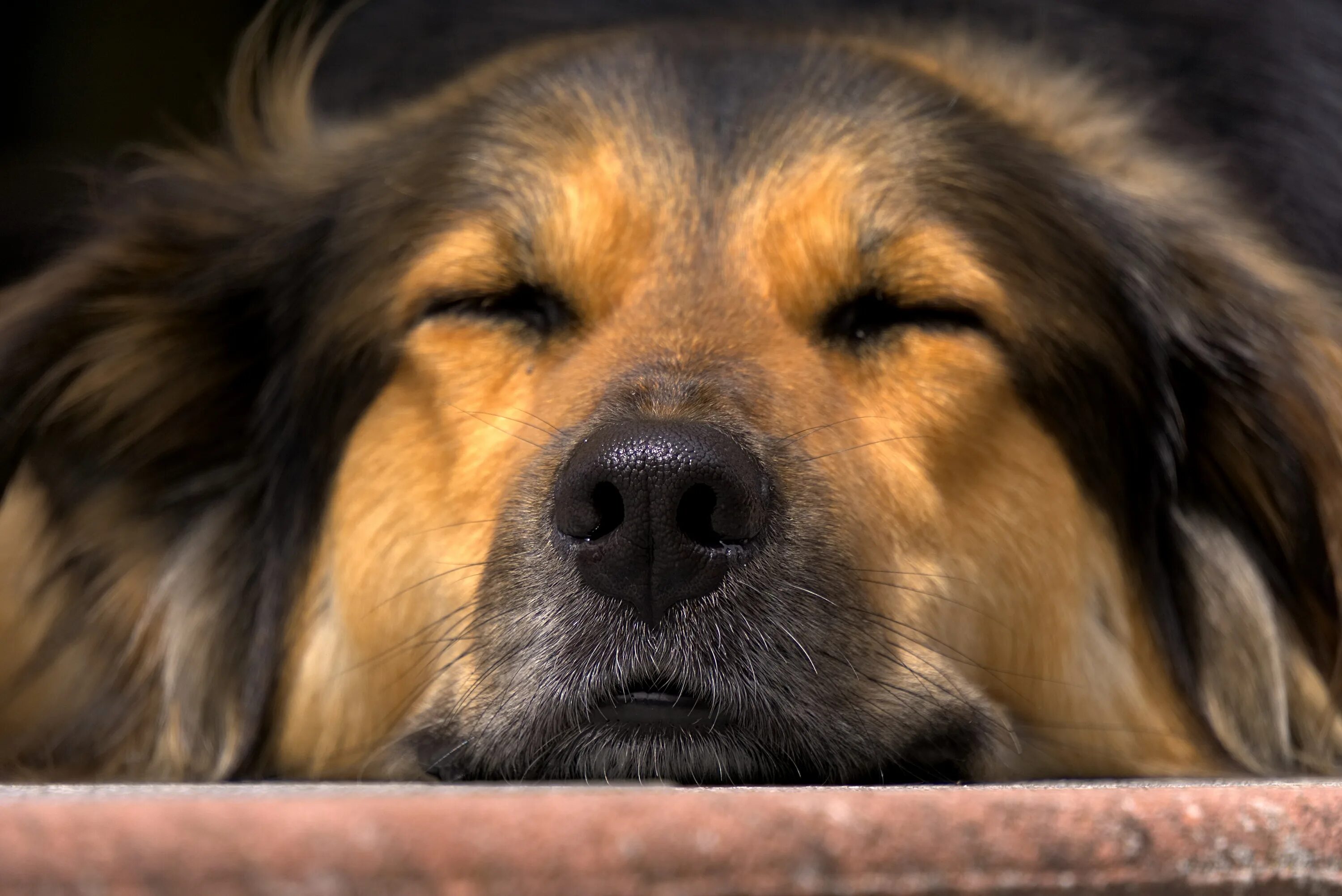 Лучший пес. Dogs youtube. Порода золотистый ретривер. Домашняя собака. Веселый щенок из ютуба.