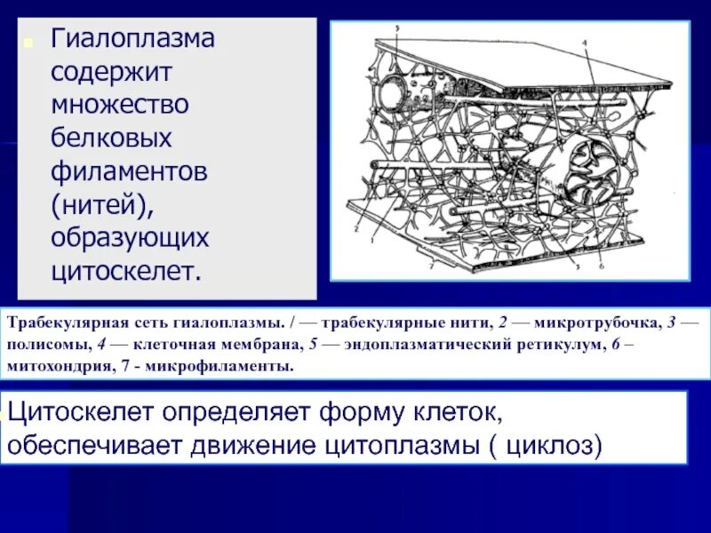 Цитоплазма и цитоскелет. Цитоплазматический матрикс клетки. цитоскелет.. микрофиламенты гиалоплазмы. строение цитоплазмы гиалоплазма и цитоскелет. строение растительной клетки гиалоплазма.