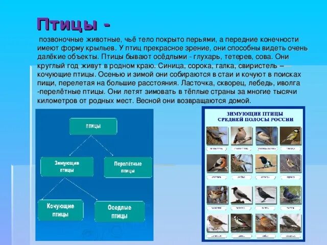 Кочующие животные примеры. Таблица птицы Кочующие. Оседлые Кочующие и перелетные птицы.