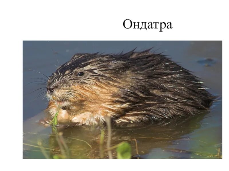 Ондатр слова. Хатка ондатры. ондатра дикая. водяная крыса ондатра. крыса ондатра мускусная ондатра.