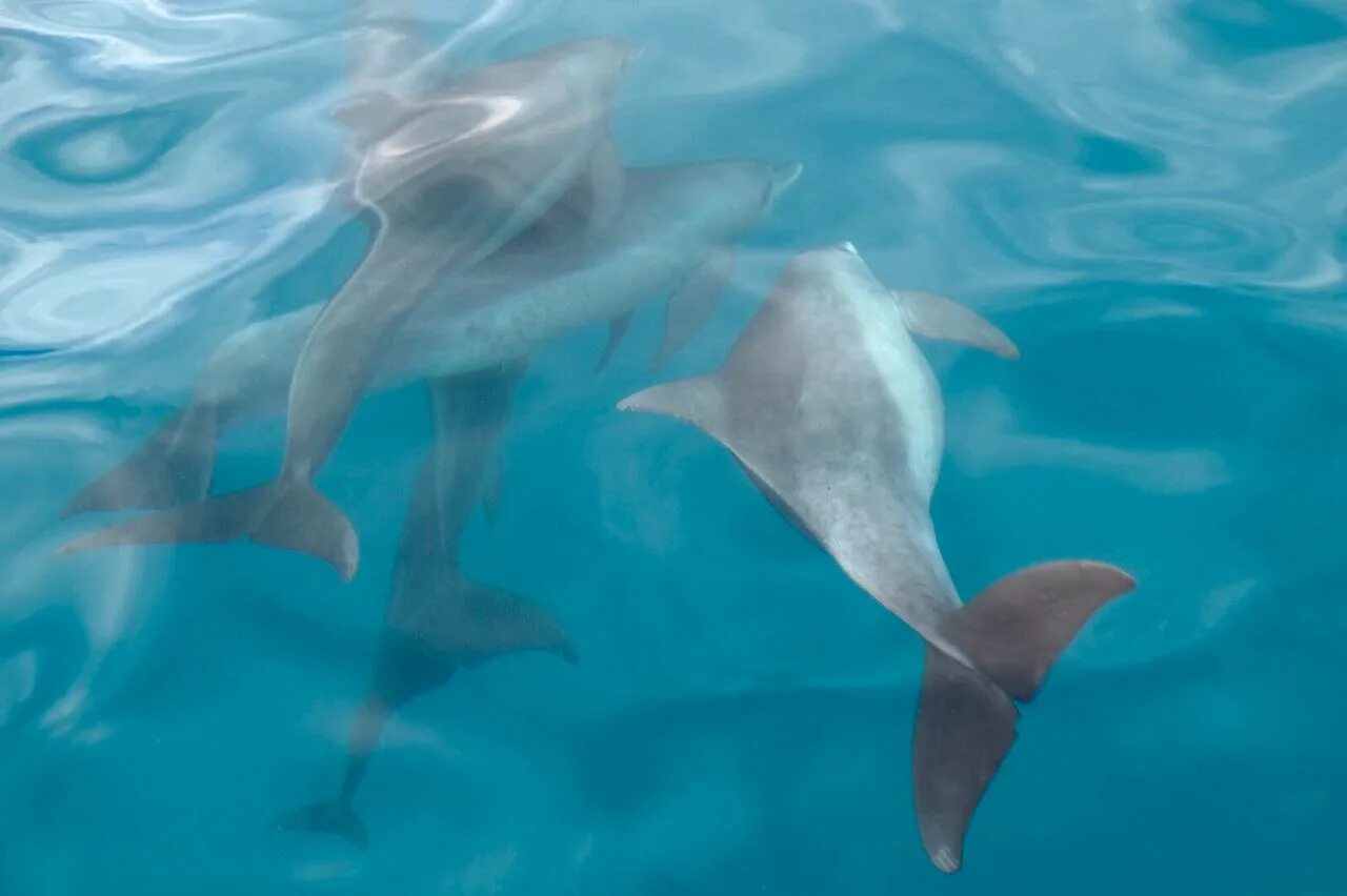 Нападение дельфинов. Японский Дельфин. Яйца морских обитателей на мелководье. Умнее ли дельфины человека. Дельфин укусил человека.