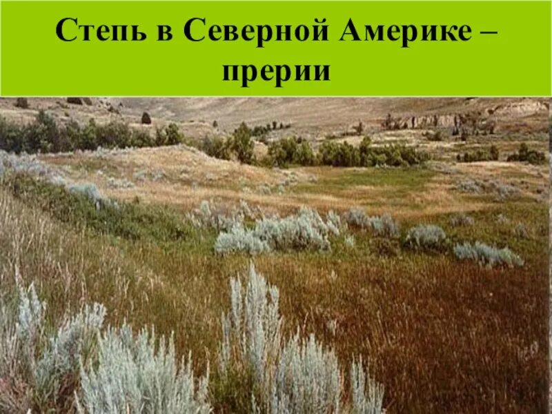 Географическое положение степи в северной америке. Прерии Северной Америки растения. Степи и прерии. Растительный мир степей Северной Америки. Растительность степей Северной Америки.