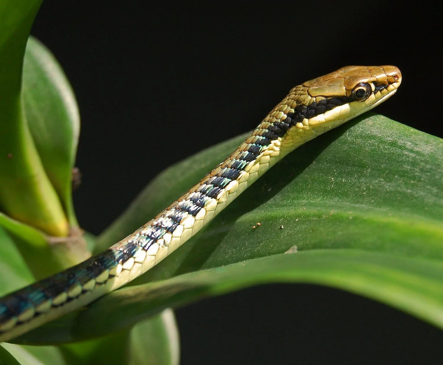 Мадагаскарская Листоносая змея. Листоносый мадагаскарский уж. Dendrelaphis caudolineatus. Мадагаскарский полоз.