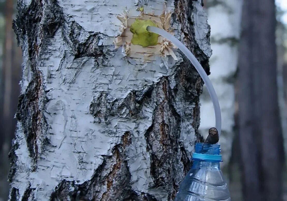 Натуральный березовый сок купить. Подсочка березового сока. Береза и березовый сок. Сборка березового сока. Добыть березовый сок.