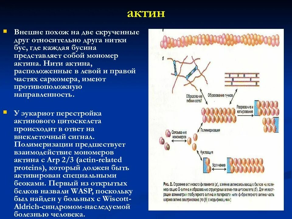 Особенности мономера белков. Строение актина биохимия. Актин биохимия строение и функции. Функции актина биохимия. Фибриллярный актин.