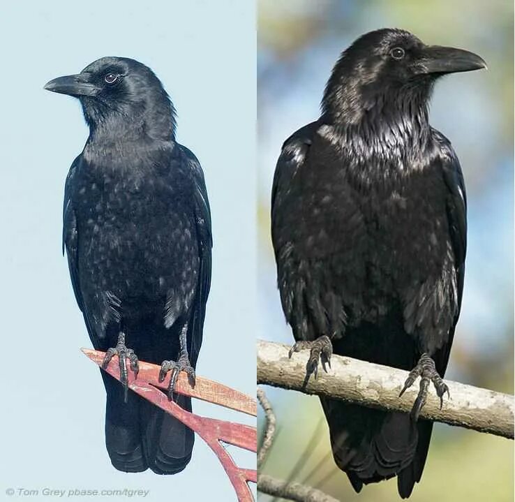 Как отличить черную. Raven vs Crow. Грач самец и самка. Ворон ворона Грач отличия. Ворона Галка Грач.