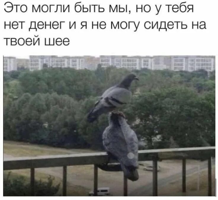Где вы могли бы на. Это могли бы быть мы с тобой но. голуби приколы с деньгами. это могли быть мы. сидеть на шее мем.
