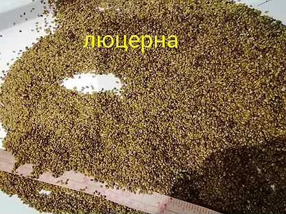 Семена люцерны на авито