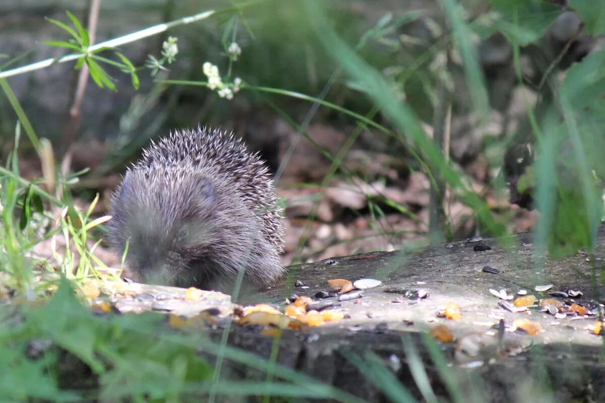 москва ботанический сад ежик. жители садов. жители садов. презентация обитатели сада. простая сельская огородница.