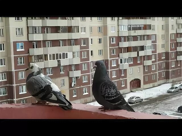 Петь песни голуби. Голуби целуются на крыше. Голубь под музыку пятница. Тихо голубь дворник под окном. Тише люди ради Бога тише голуби целуются на крыше Ноты.