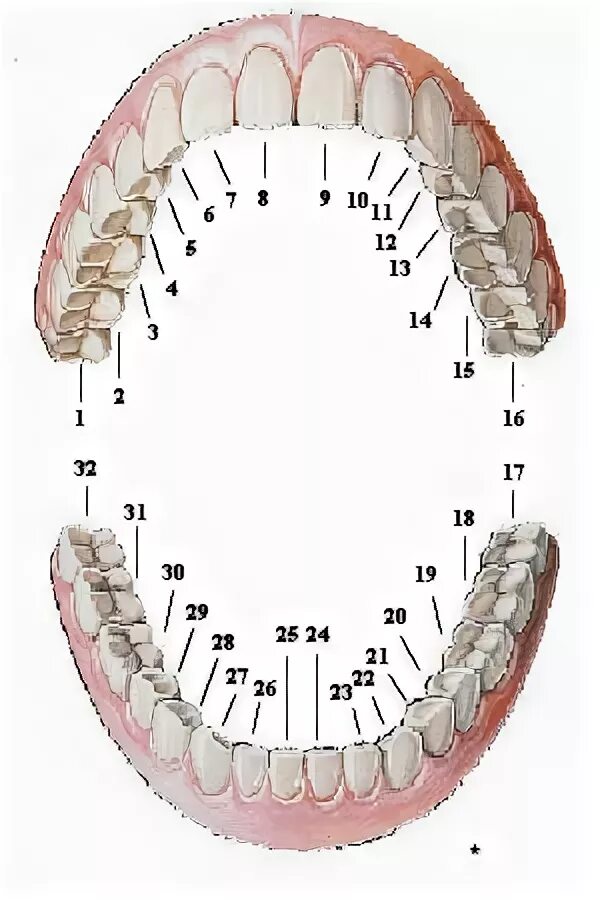 Расположение зубов снизу. 47 Зуб снизу справа. Нумерация зубов нижней челюсти.
