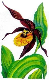 Нарисовать венерин
