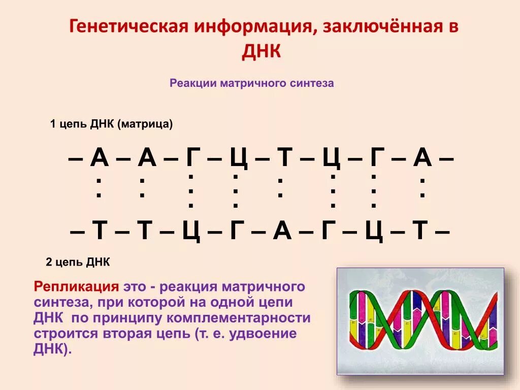 Палиндром биосинтез. А Г Ц А Т Т Г Ц А ДНК 2 цепь. Цепочка ДНК А-Ц-Г-Т-А-Г-Ц-Т-А-Г вторая цепь. Комплементарность для 2 цепи ДНК. 2 Цепочка ДНК по принципу комплементарности.