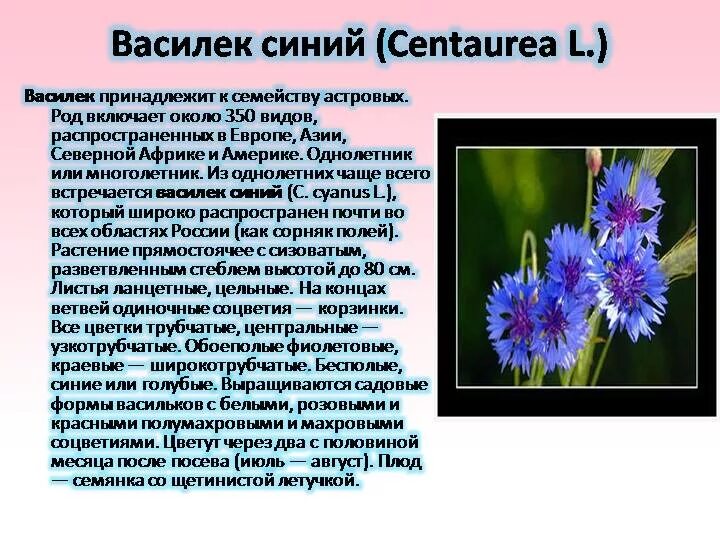 Василек синий текст. Василек Луговой характеристика растения. Описание цветка Василек 3 класс. Василек синий растение. Василек Сложноцветные растения.