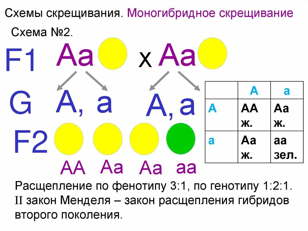 Генетическая схема моногибридного скрещивания. Моногибридное скрещивание схема скрещивания. Генетика таблица скрещивания моногибридное. Основы генетики моногибридное скрещивание.