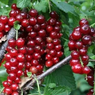 Смородина уральская