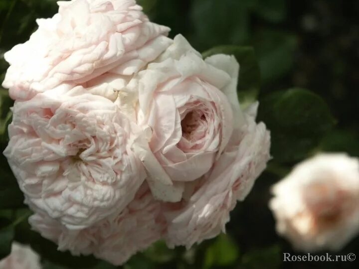 Клер роуз энциклопедия. Клер роуз (claire rose).
