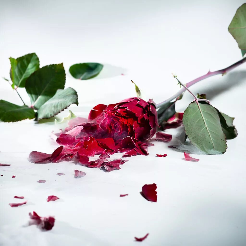 Сломанные цветы. Лепестки роз. Цветок с опавшими лепестками. Разбитые цветы