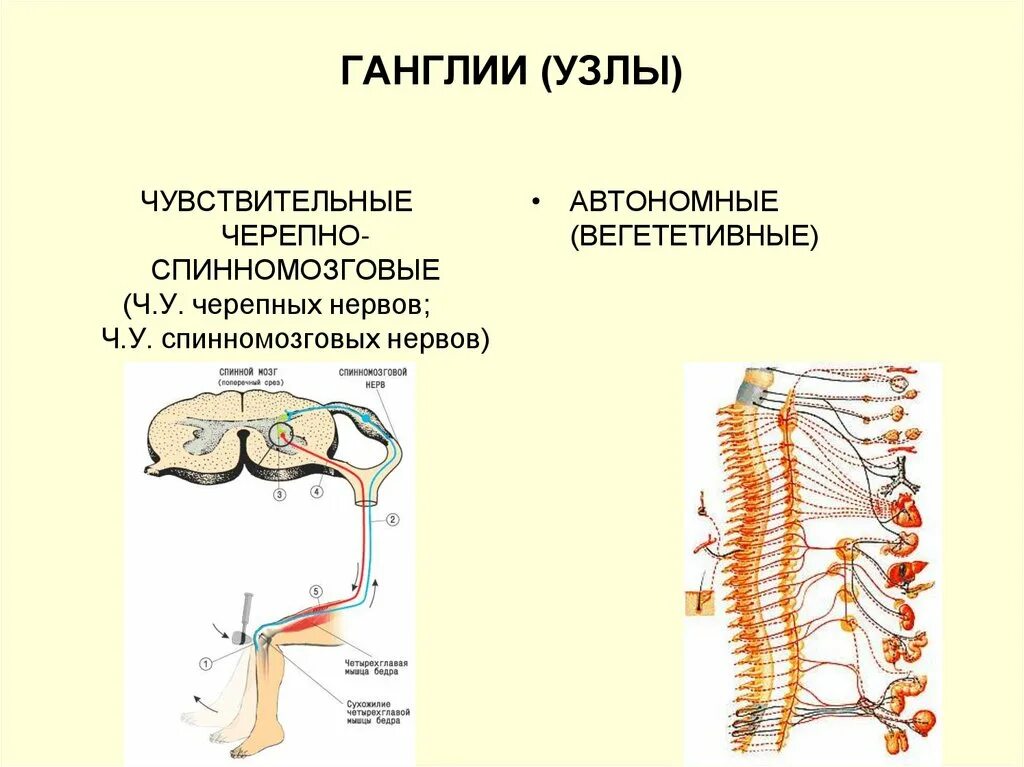 Нервные узлы это тела. Чувствительные нервные узлы. Строение нервов и ганглии. Спинномозговые ганглии и нервы. Спинномозговой ганглий анатомия.