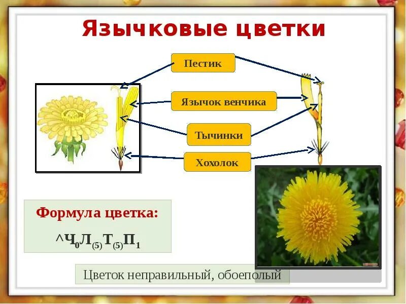 Трубчатый тип цветка. Язычковые формулы растений. Формула язычкового цветка сложноцветных. Цветки язычковые и трубчатые. Типы цветков трубчатые язычковые.