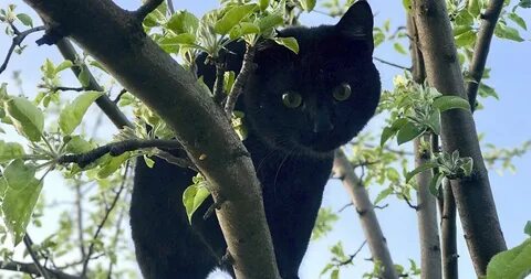 Черный кот в доме приметы