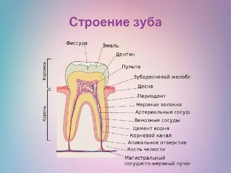 Зуб строение зуба 9кл. Строение зуба человека схема 8 класс. Строение зуба человека ЕГЭ биология. Строение зуба рис 65. Какую функцию выполняет зуб человека