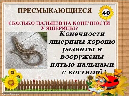 Число пресмыкающихся