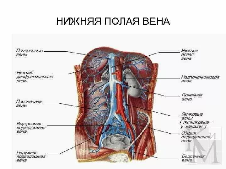 Венозная система брюшной полости человека. Нижняя полая Вена (v. Cava inferior). Кровеносная система человека брюшной полости. Нижняя полая Вена и подвздошная Вена. Артерии органов брюшной полости