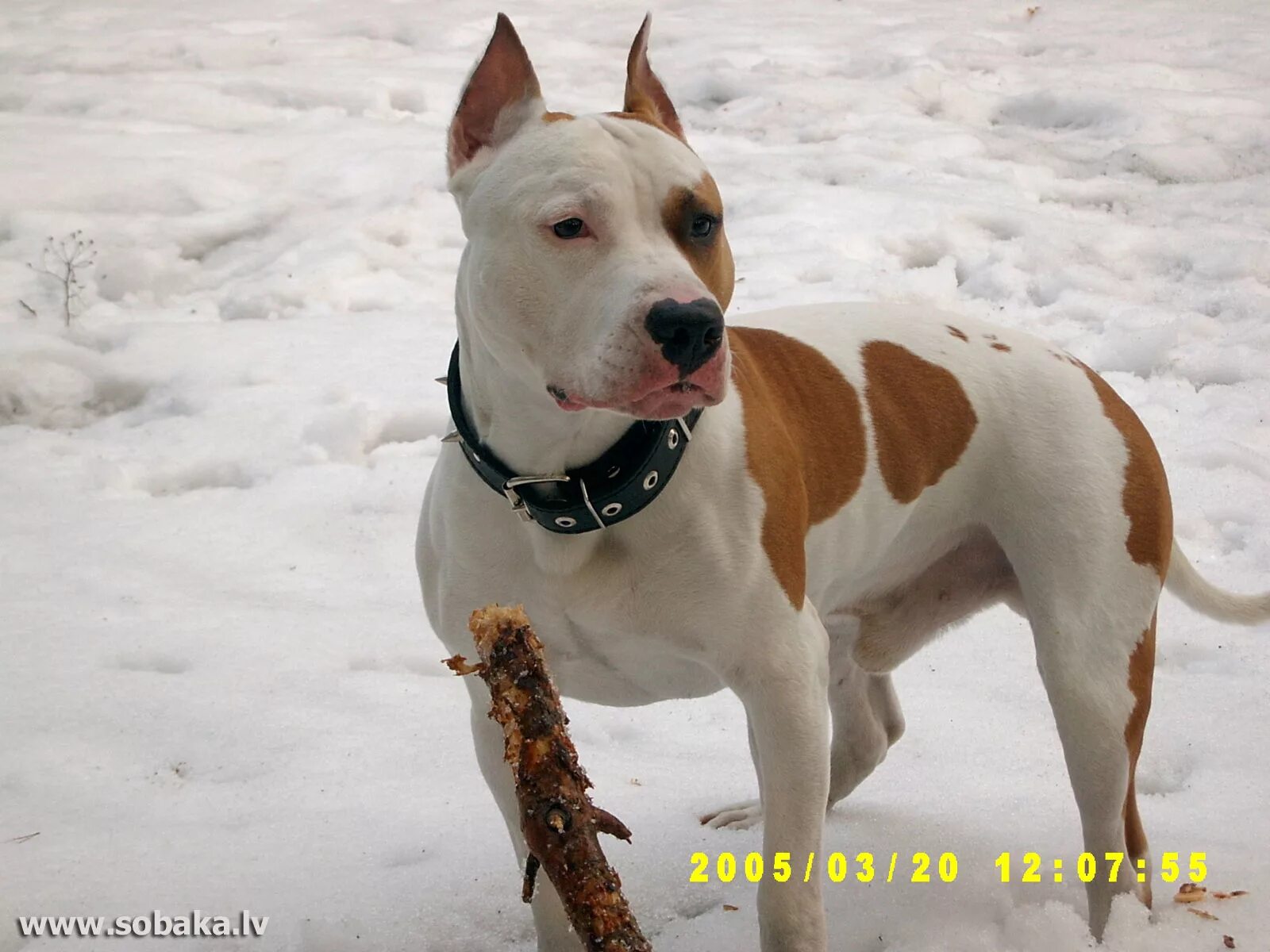 американский стаффордширский терьер характер. американский стаффордширский терьер зимой. американский стаффордширский терьер бойцовская. снежинки стаффорд. аргентинский стаффордширский терьер.