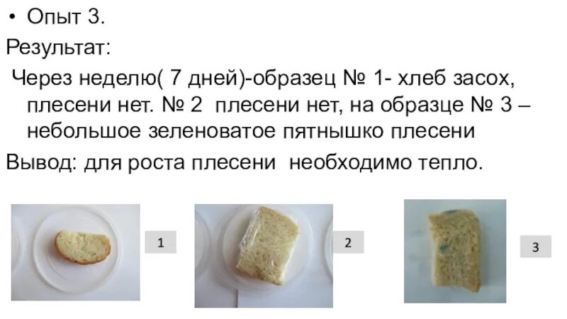 Образование плесени опыт 2 класс. Опыт с хлебом и плесенью. Опыты с хлебом. Опыт с хлебом и плесенью 2. Плесень 2 класс