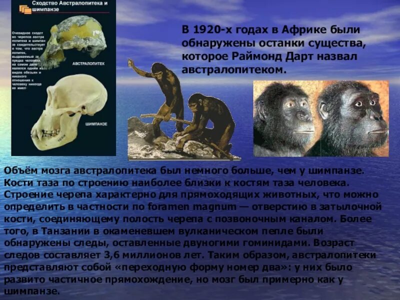 Австралопитек афарский. Представления о происхождении человека. Образ жизни австралопитеков. Австралопитек эволюция. Грацильные австралопитеки.