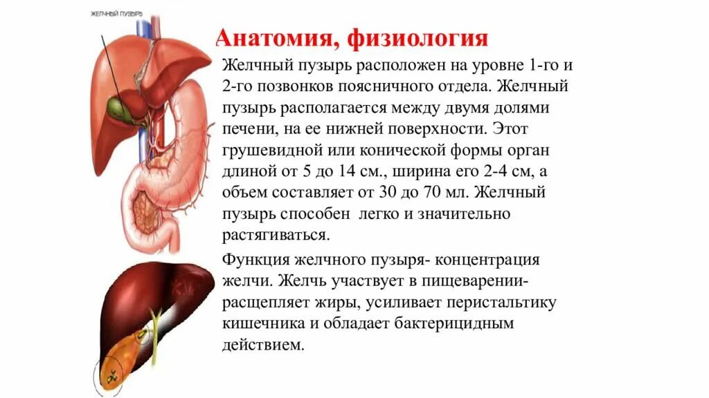 Желчный пузырь гомогенное что значит. Желчный пузырь анатомия человека. Желчный пузырь с протоками анатомия. Печень и желчный пузырь анатомия. Желчный пузырь анатомия человека кратко.