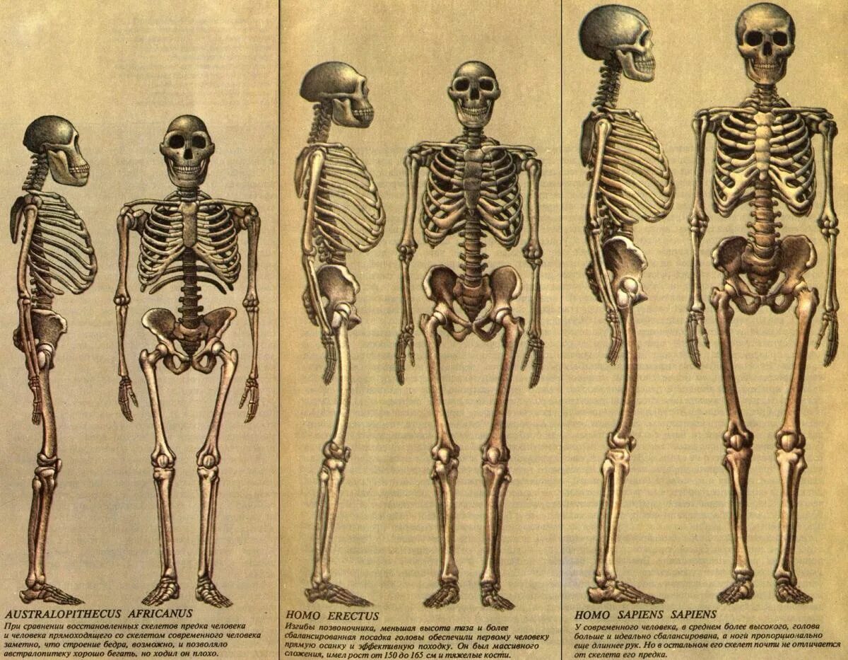 Строение скелета австралопитека. Скелеты неандертальца и хомо сапиенса. Скелет австралопитека и человека.