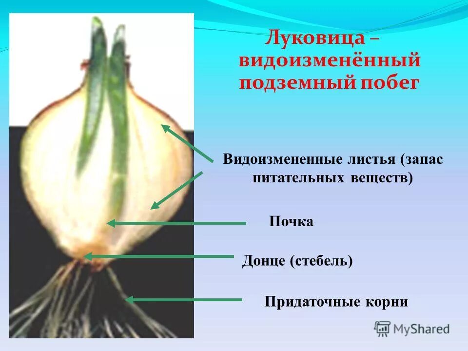 Видоизмененные побеги корни листья