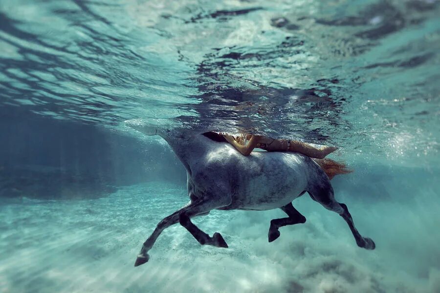 Олень в море. Лошади и море. Коза море. Лошадь крокодил вода. Фотограф Kurt Arrigo.