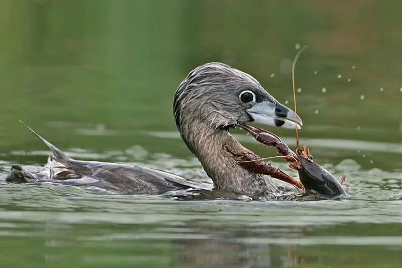 утка ест рыбу. кряква питание. утки купаются. утки едят лягушек. утки на реке.