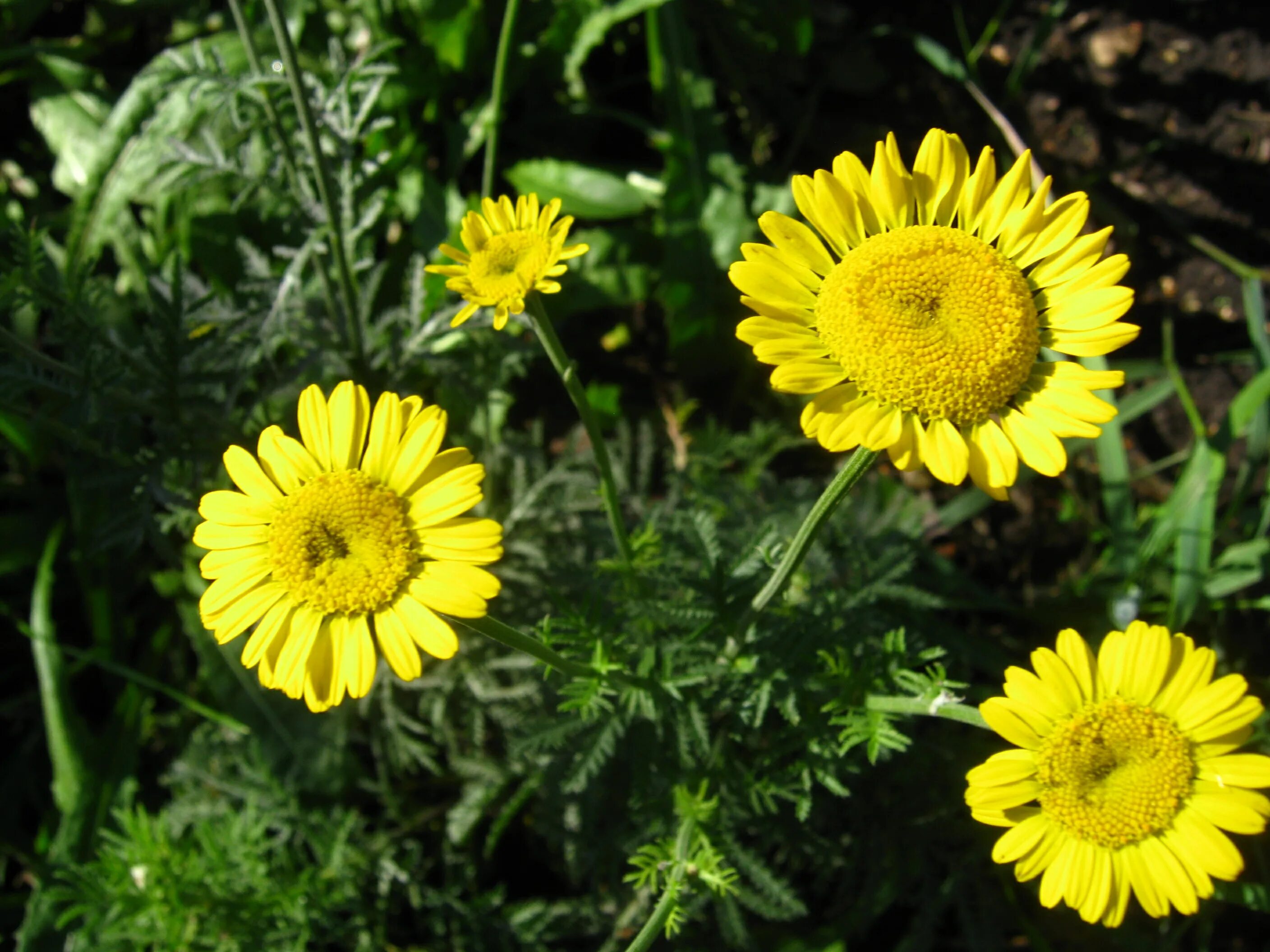 пупавка полевая желтая. пупавка красильная желтая ромашка. антемис пупавка. антемис пупавка солнечная поляна. пупавка желтоцветная.