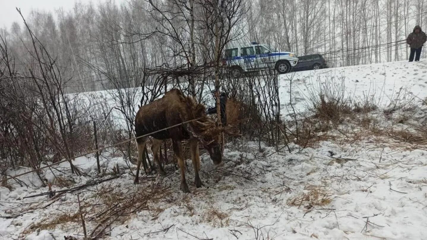 Спас лося. В Омской области есть лоси.